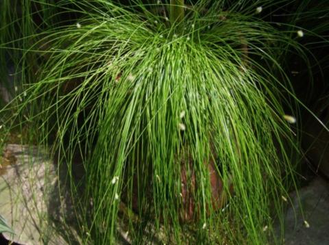 Isolepis-cernua1-520x387.jpg