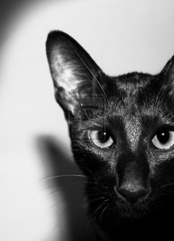 CATS-PICTURES.ORG_-_999-900x1246-oriental+shorthair-solo-black+hair-close-up-black+nose-tall+image.jpg