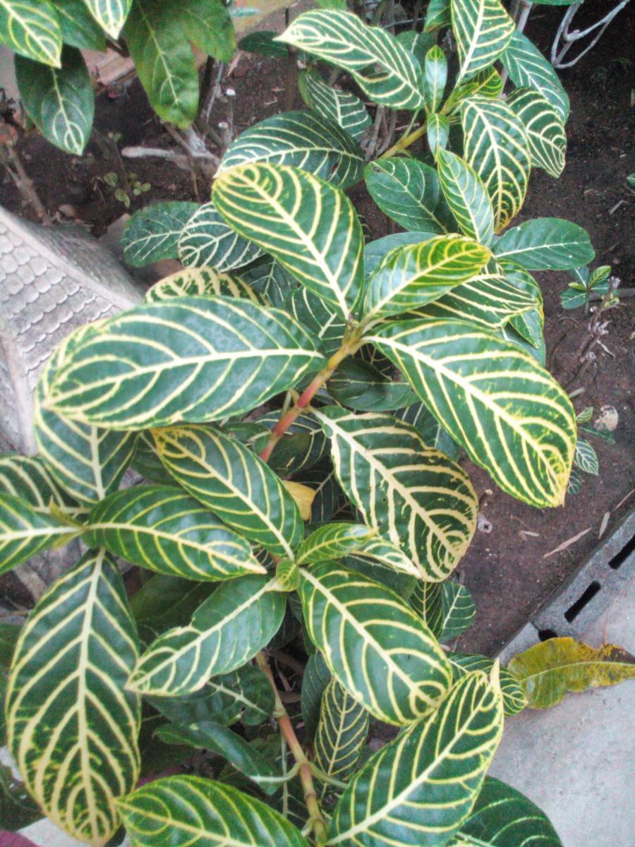 Пестролистные растения Тайланда