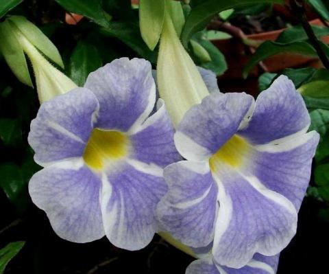 thunbergia fairy Moon_657_normal.jpg