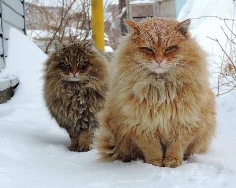 Siberian-Cats_photo-Alla-Lebedeva73.jpg