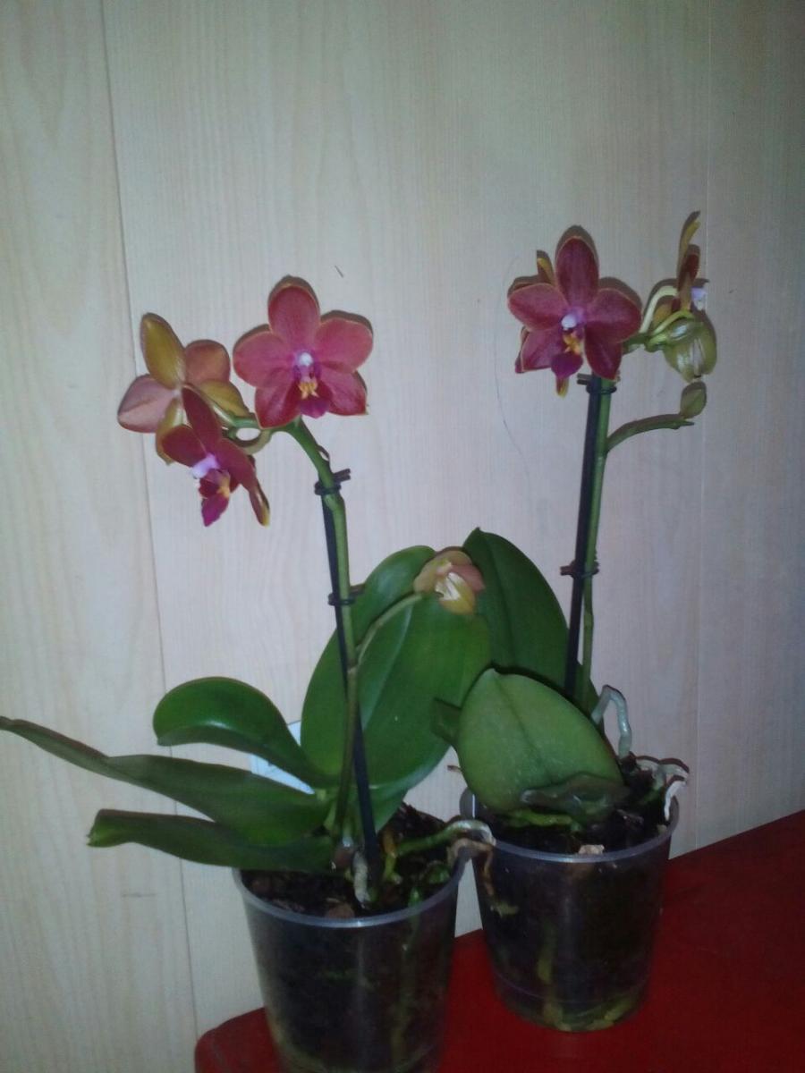 Орхидея Феникс пелорик