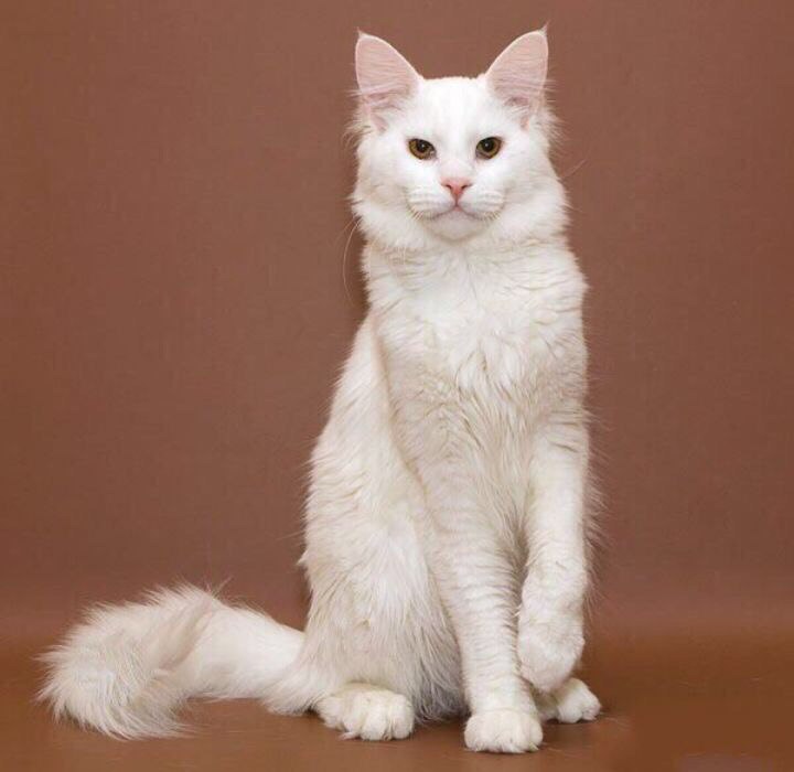 Белый мейкун. Мейн кун белый. Белая кошка Мейн кун. Мейн кун белый Солид. Мейн кун альбинос.