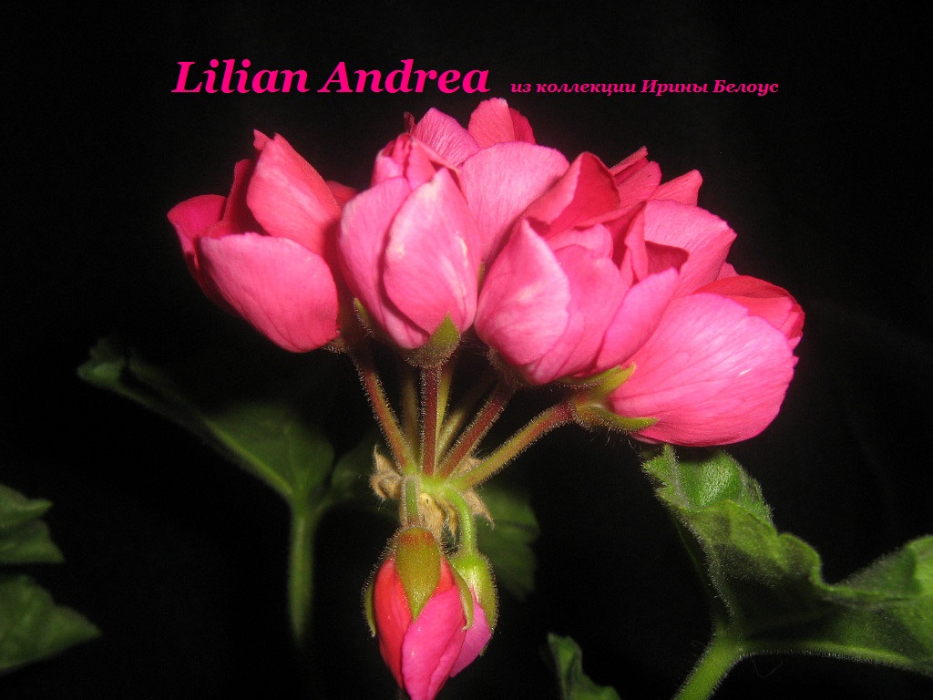 Lilian andrea фото