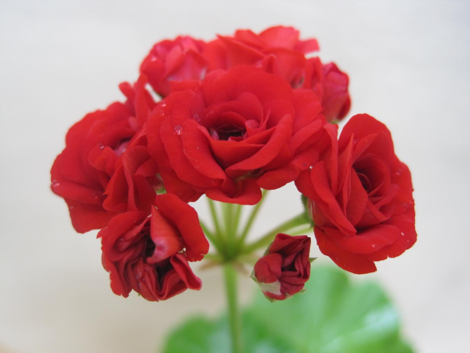 пак вива розита пеларгония фото