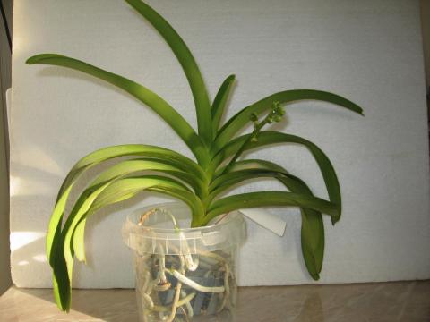 мои орхидеи Шайнинг 055.JPG