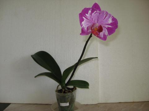 мои орхидеи 009.JPG