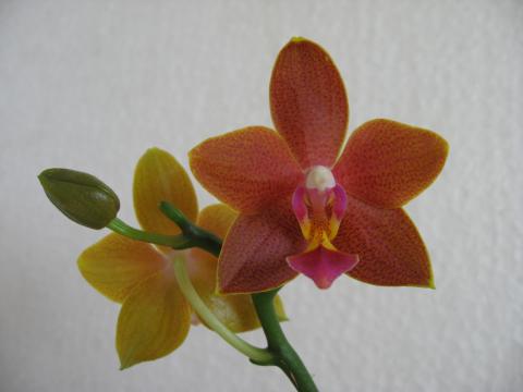 мои орхидеи 003.JPG