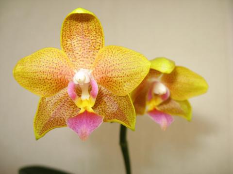 мои орхидеи 007.JPG