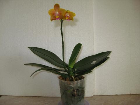 мои орхидеи 006.JPG