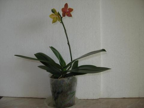 мои орхидеи 001.JPG