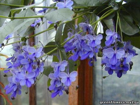 Clerodendrumugandense.jpg