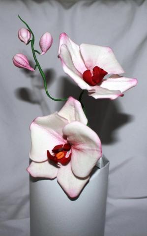 орхидея фаленопсис.JPG