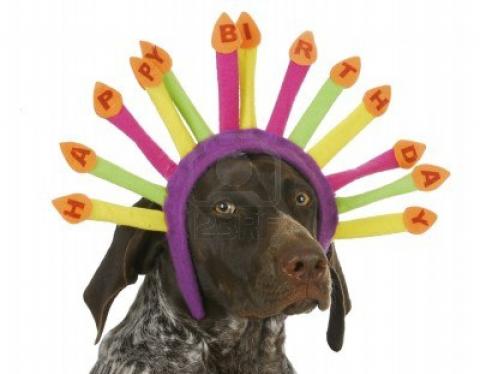 16693604-happy-birthday-dog--german-short-haired-pointer-wearing-birthday-candle-headband-on-white-background.jpg