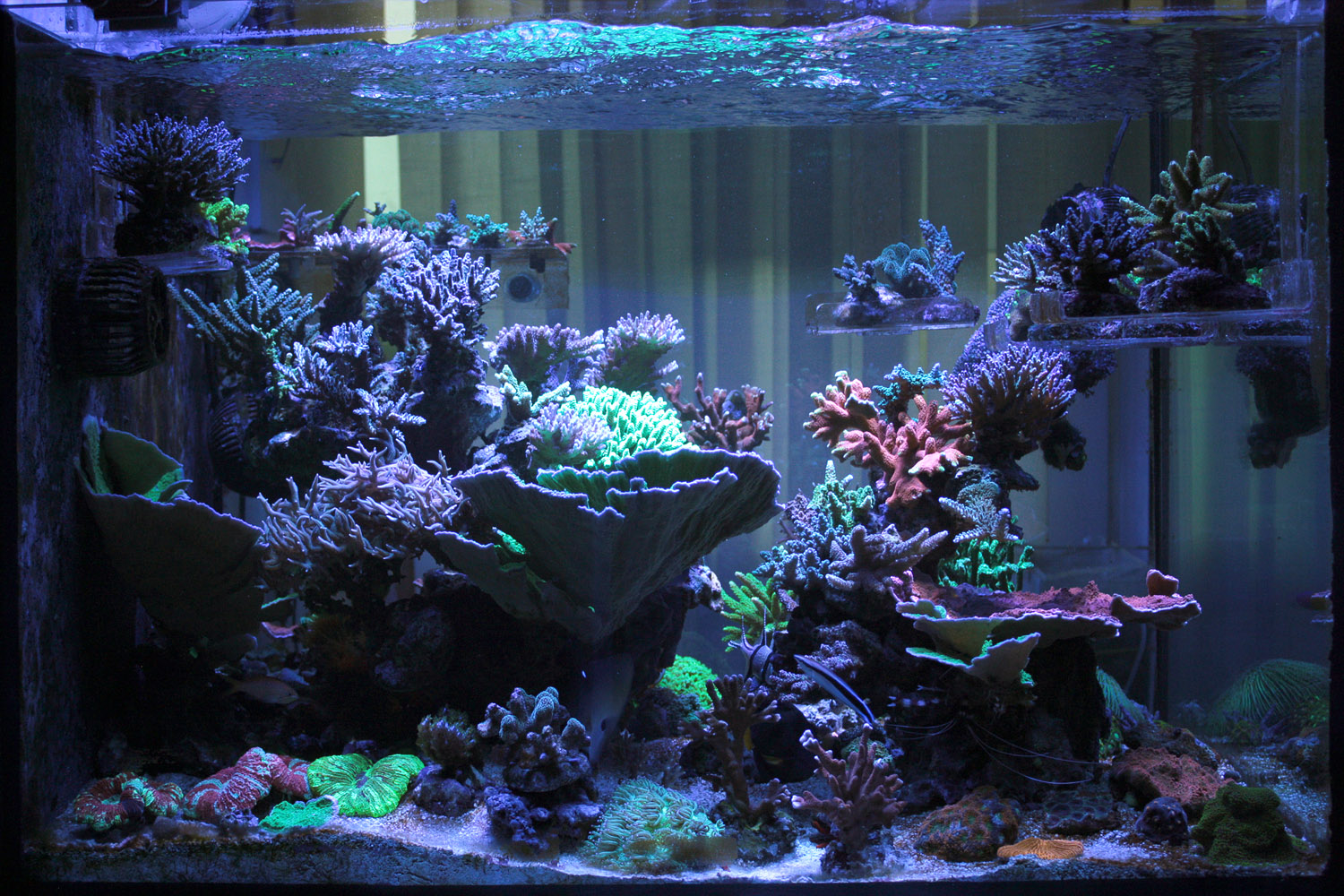 После покупки аквариума. Аквариум. Морской аквариум. Красивый аквариум с рыбками и растениями. Дизайнерский аквариум.