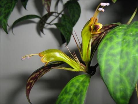 Aeschynanthus_marmoratus__1_.jpg