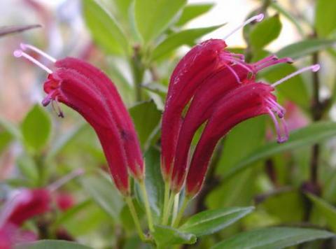 1944_Aeschynanthus pullei_myhr_rbge.jpg