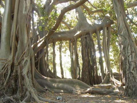 banyan-ficus-macrophylla-branches.jpg