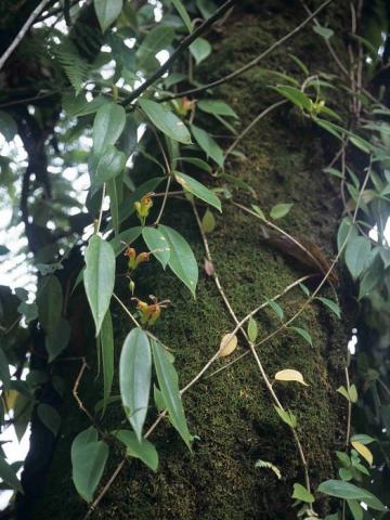 2106_Aeschynanthus aff parviflorus_rbge_malaysia.jpg