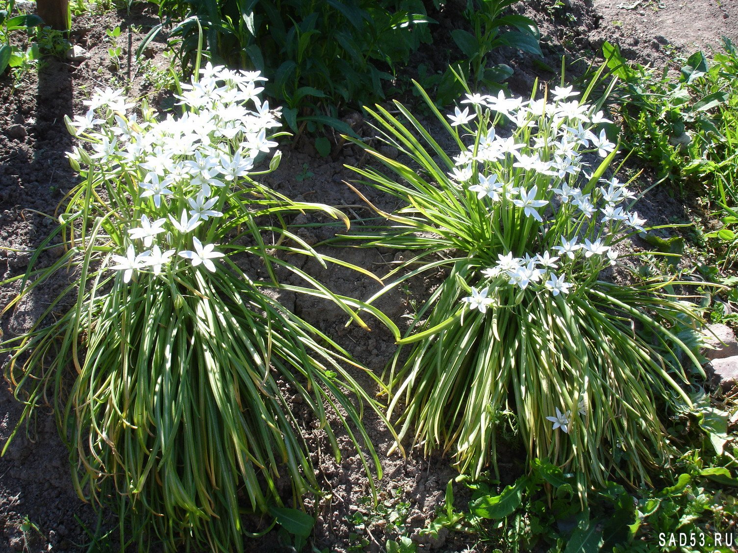 Садовое растение с длинными узкими листьями фото и название