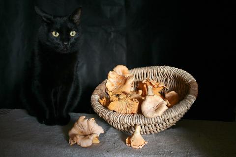 черный котенок.jpg