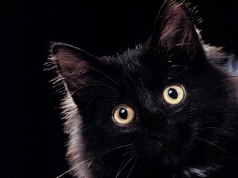 черная кошка 2.jpg