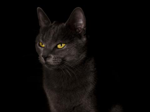 черная кошка.jpg