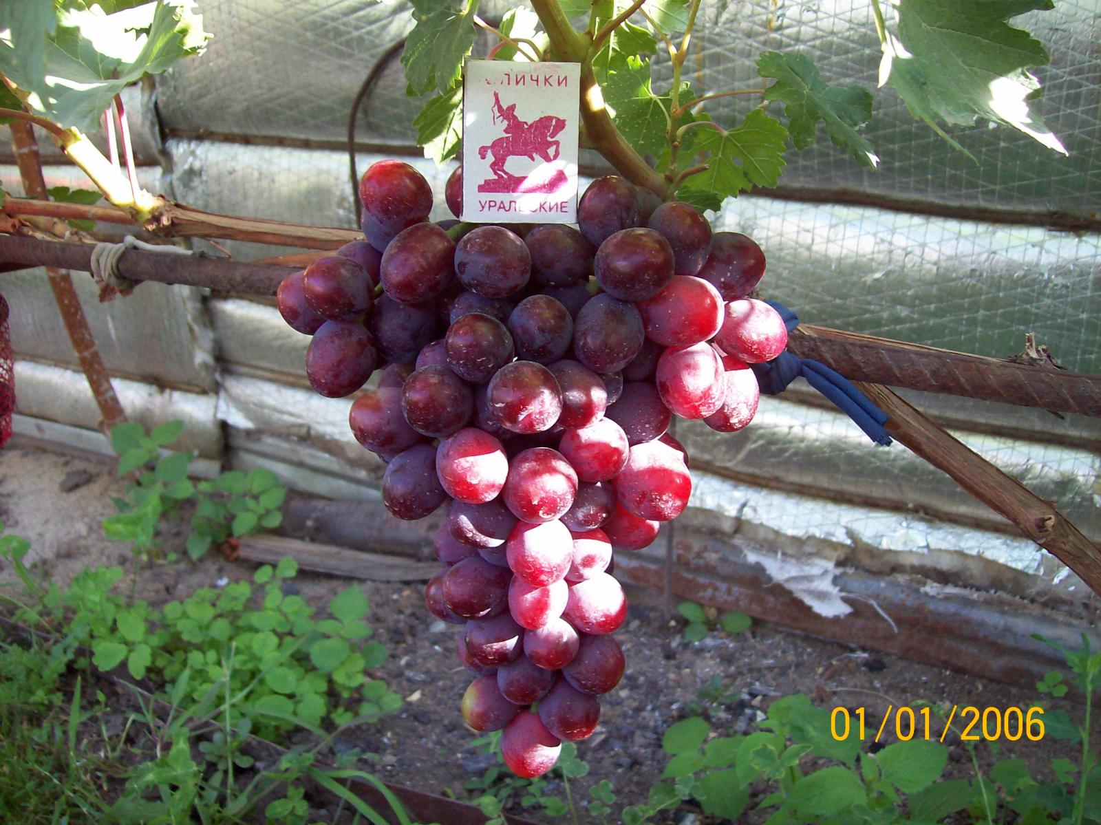 Виноград плодовый Заря Несветая