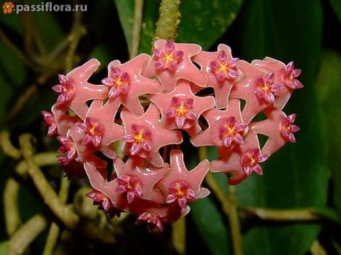 wm_normal_hoya_camphorifolia.jpg