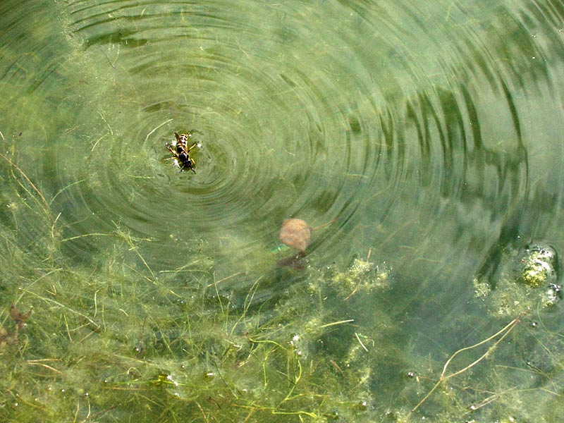 Мутная зеленая вода. Орлик зеленая вода. Комарово зеленая вода. Сузун-зеленая вода.