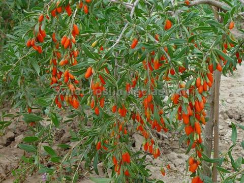 Jagody_Goji_jagody_zycia_Lycium_barbarum_1.jpg