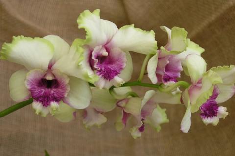 Dendrobium Kultana Fancy.jpg