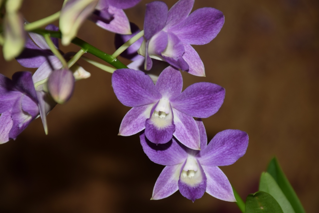 Цветок фиолетового цвета название и фото