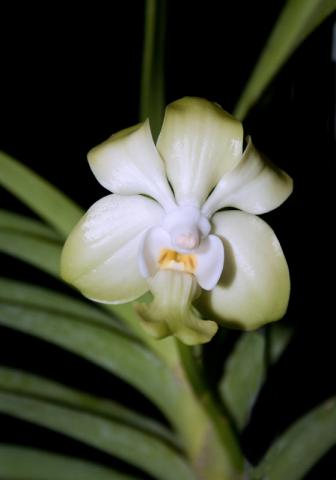 Vanda denisoniana 11.jpg