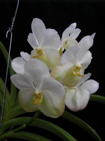 Ascda Krailerk White hybrid.jpg