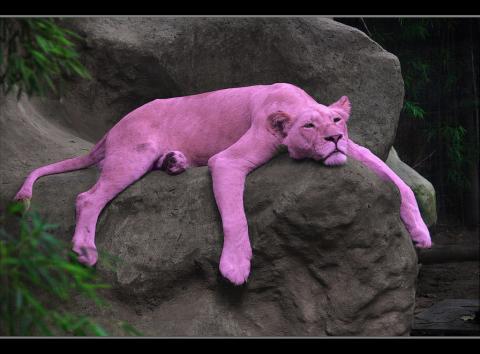 розовая пантера.jpg