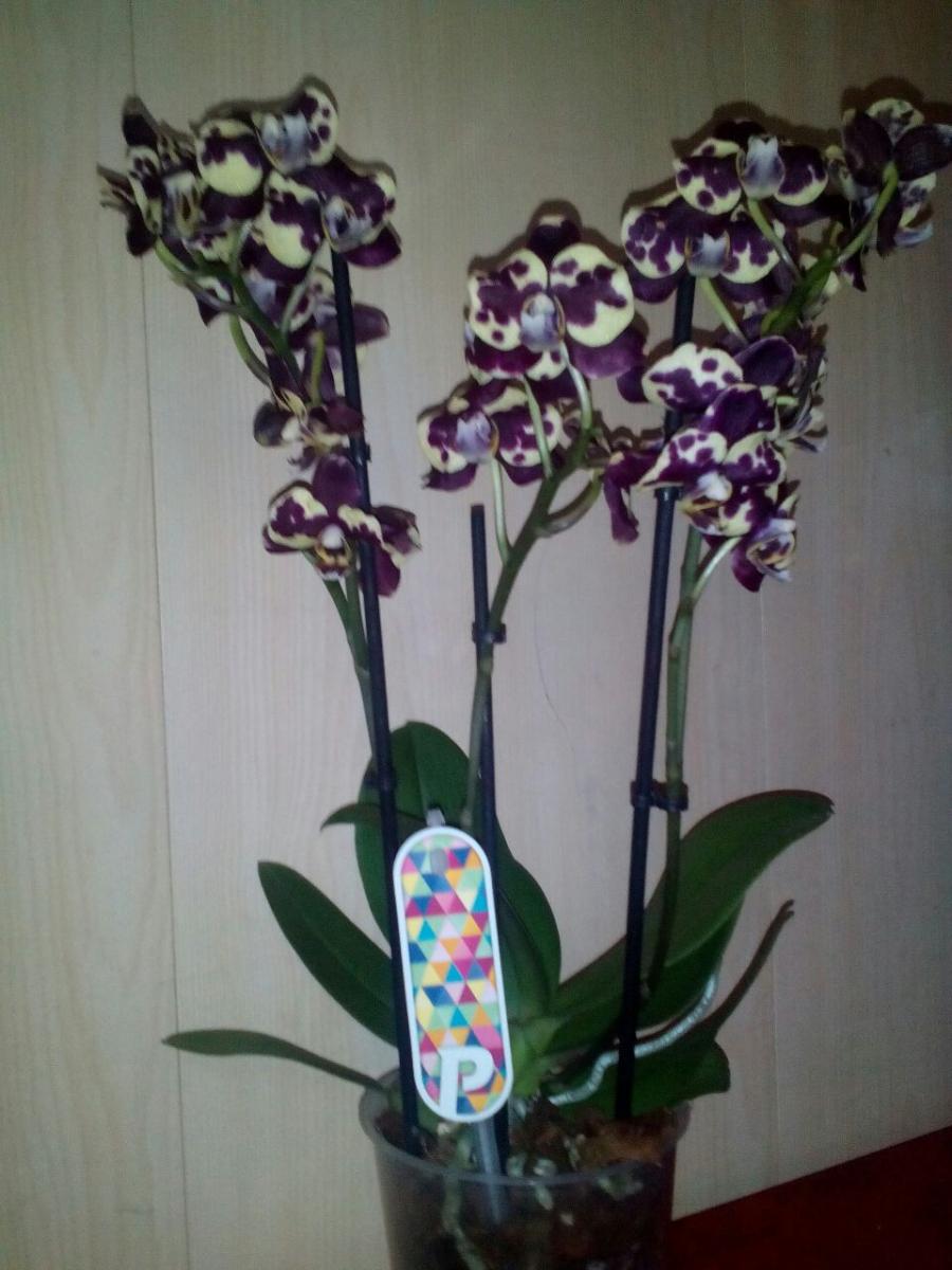 Фаленопсисы с восковыми цветами
