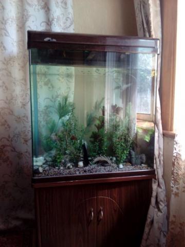 аквариум.jpg