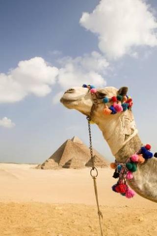 grant-faint-camel-in-desert-with-pyramids-background_a-G-12364905-14258384.jpg