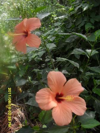 Гибискус персиковый цветок.jpg
