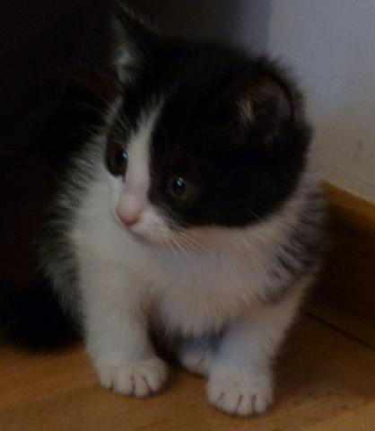 Kitten1.jpg