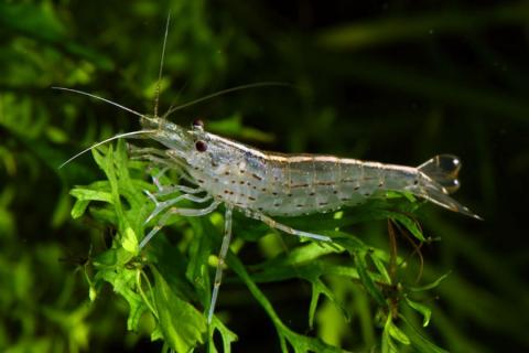 shrimp-amano-caridina-japonica.jpg