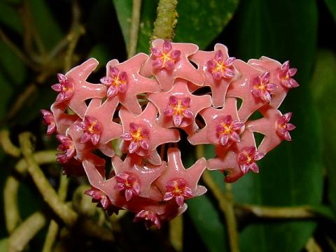 Hoya camphorifolia1.JPG