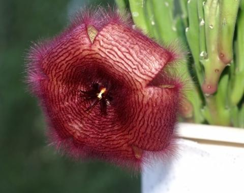 757px-Stapelia2.jpg