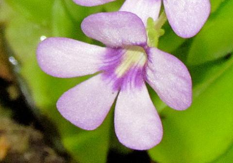 zhirjanka_pinguicula.jpg