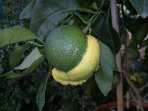 Citrus_aurantium_%22bizzarria%22_frutto_acerbo.jpg