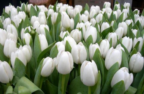 1 белые тюльпаны.jpg