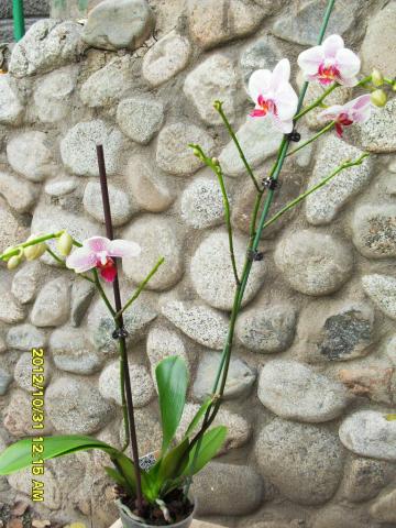 фаленопсис раст.белый в розовый крап.jpg