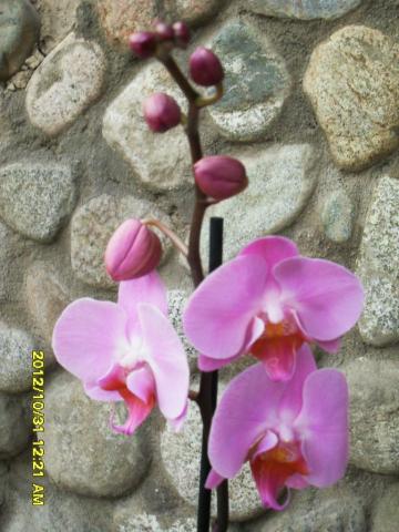 фаленопсис нежно розовый цветы..jpg