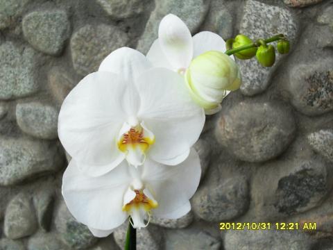 фаленопсис белый цветы.jpg